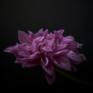 Pink Dahlia