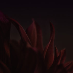 Red Dahlia