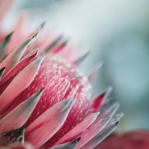 Protea