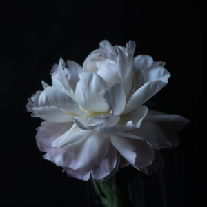 My Peony
