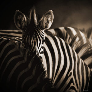 Zebra Foal Portrait