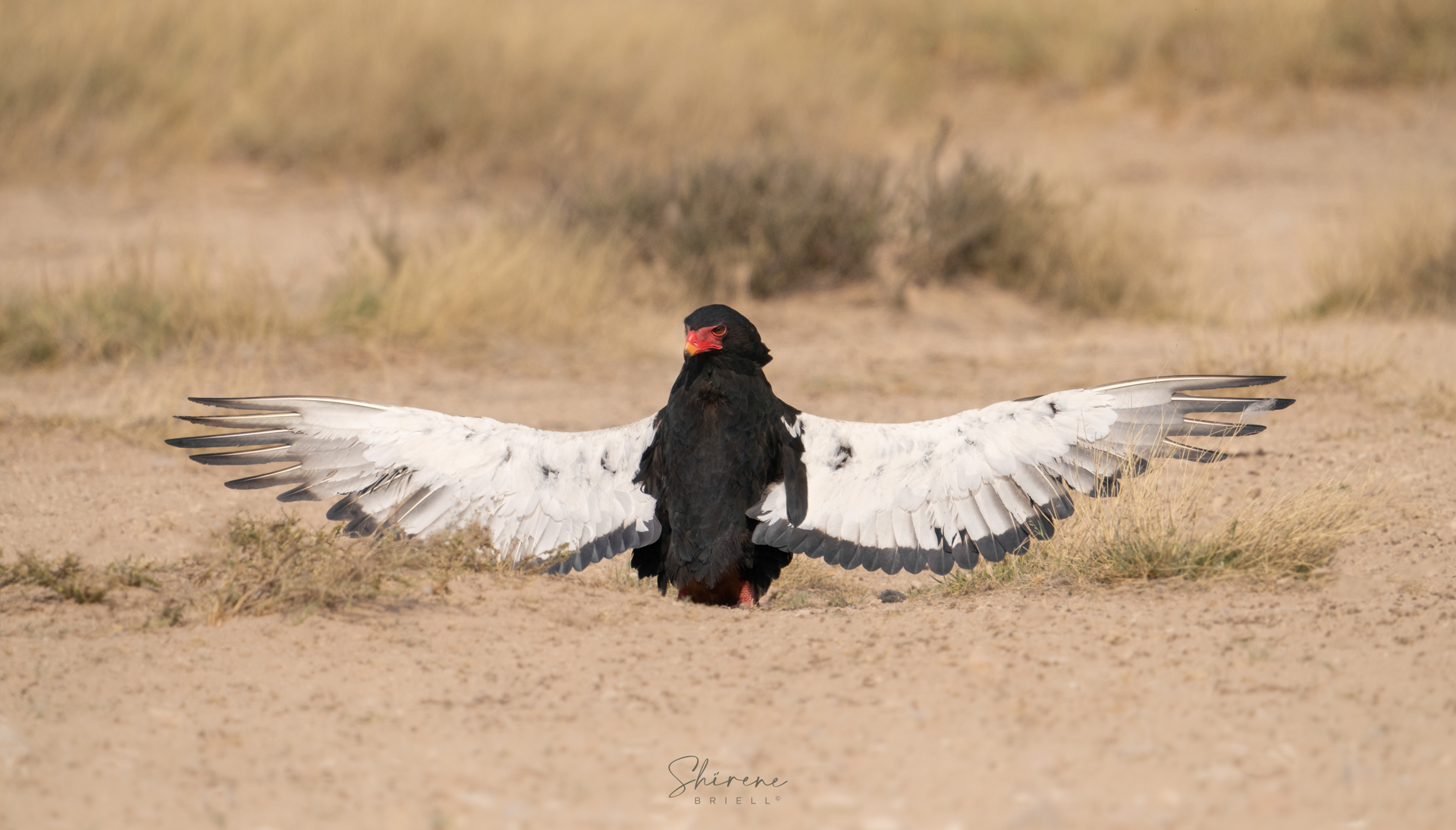 Bateleur Angel