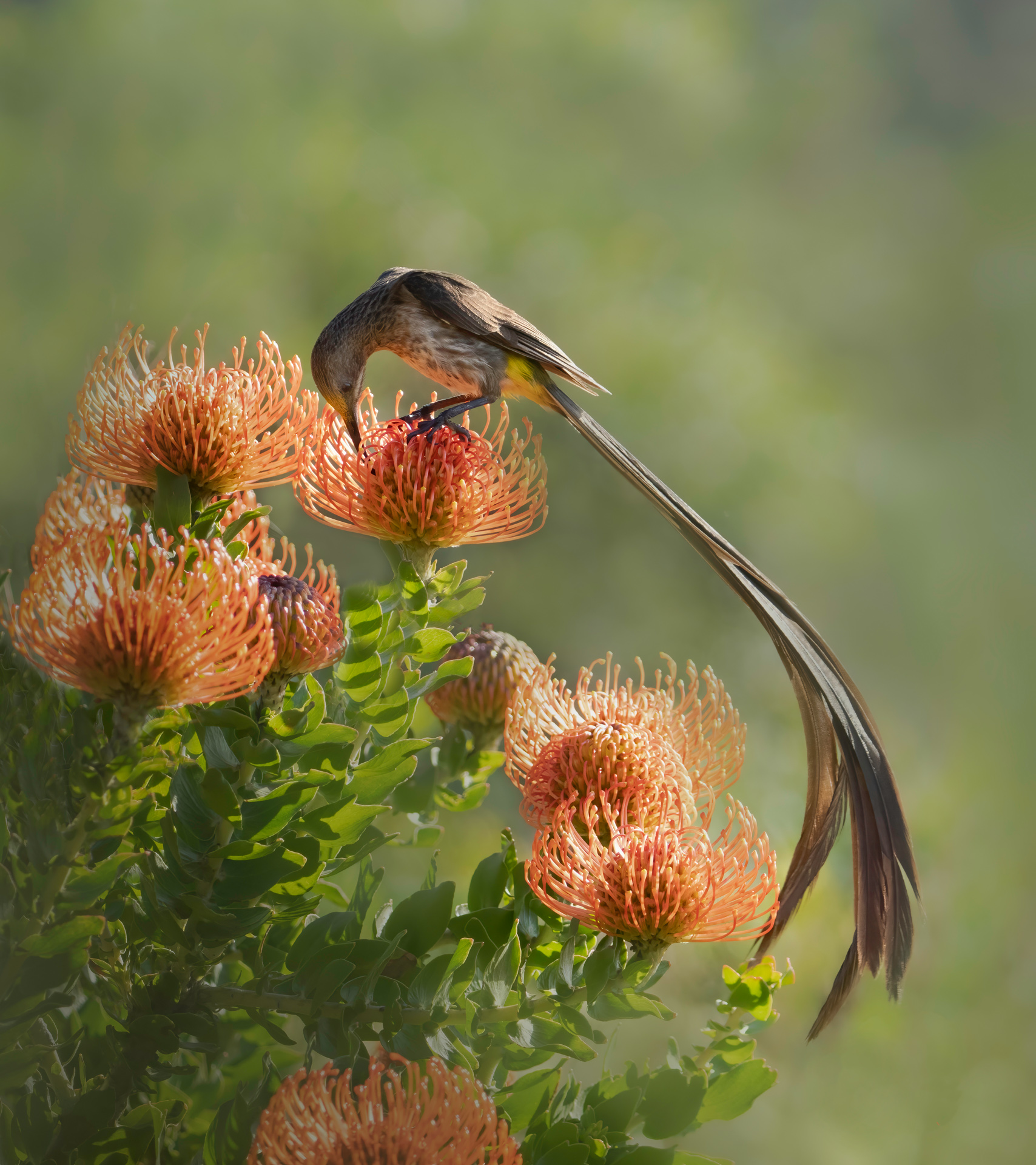 Sugarbird Tail Feather Beauty