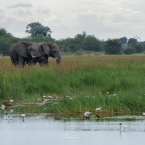 Landscape Elephants & Lillies
