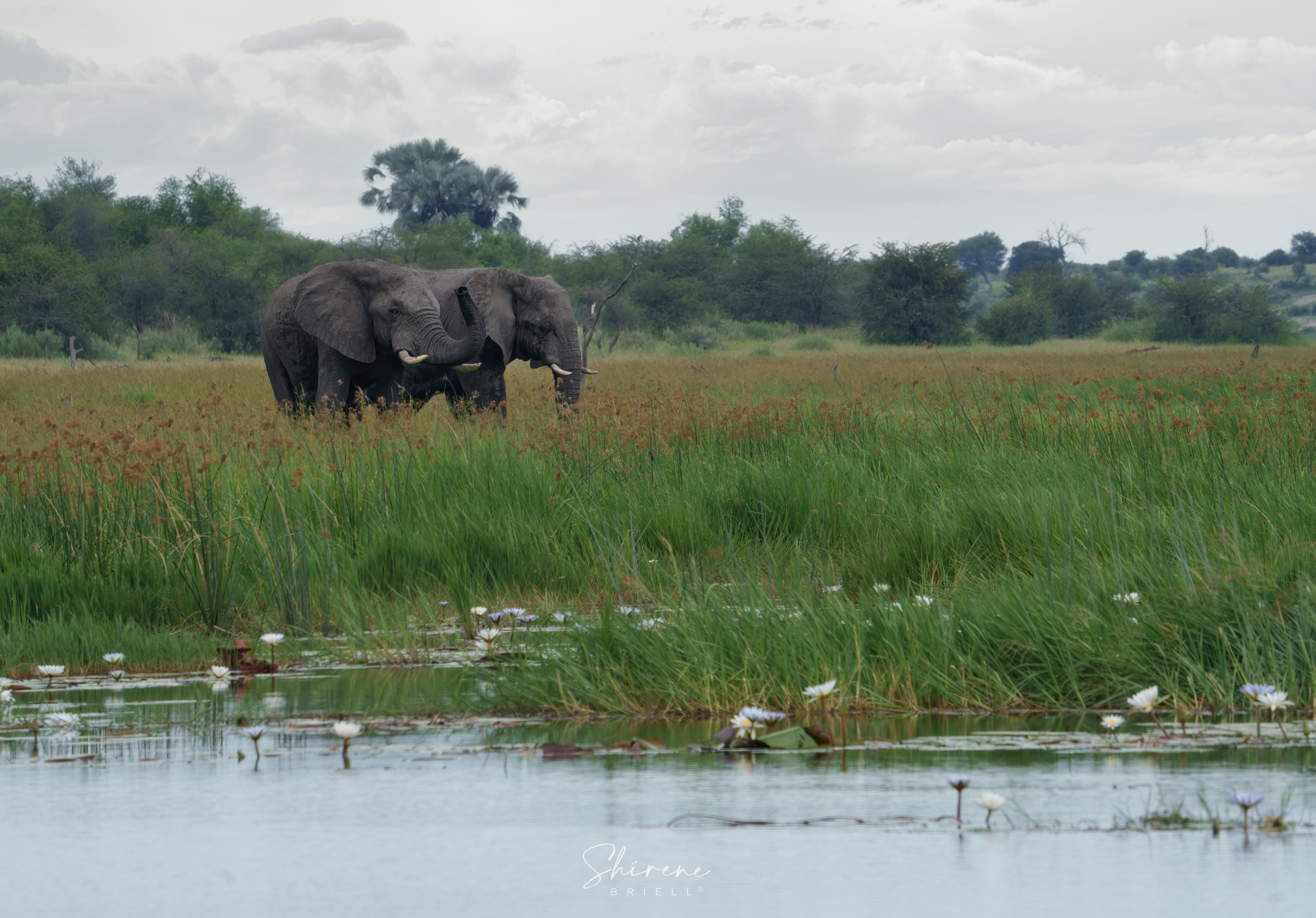 Landscape Elephants & Lillies