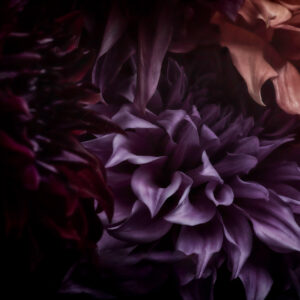 Velvet Symphony Dahlia Flower