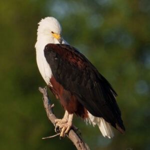 Sovereign Perch