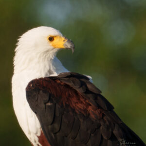 Fish Eagle Profile