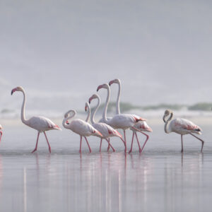 flamingoe, flock, bird, misty