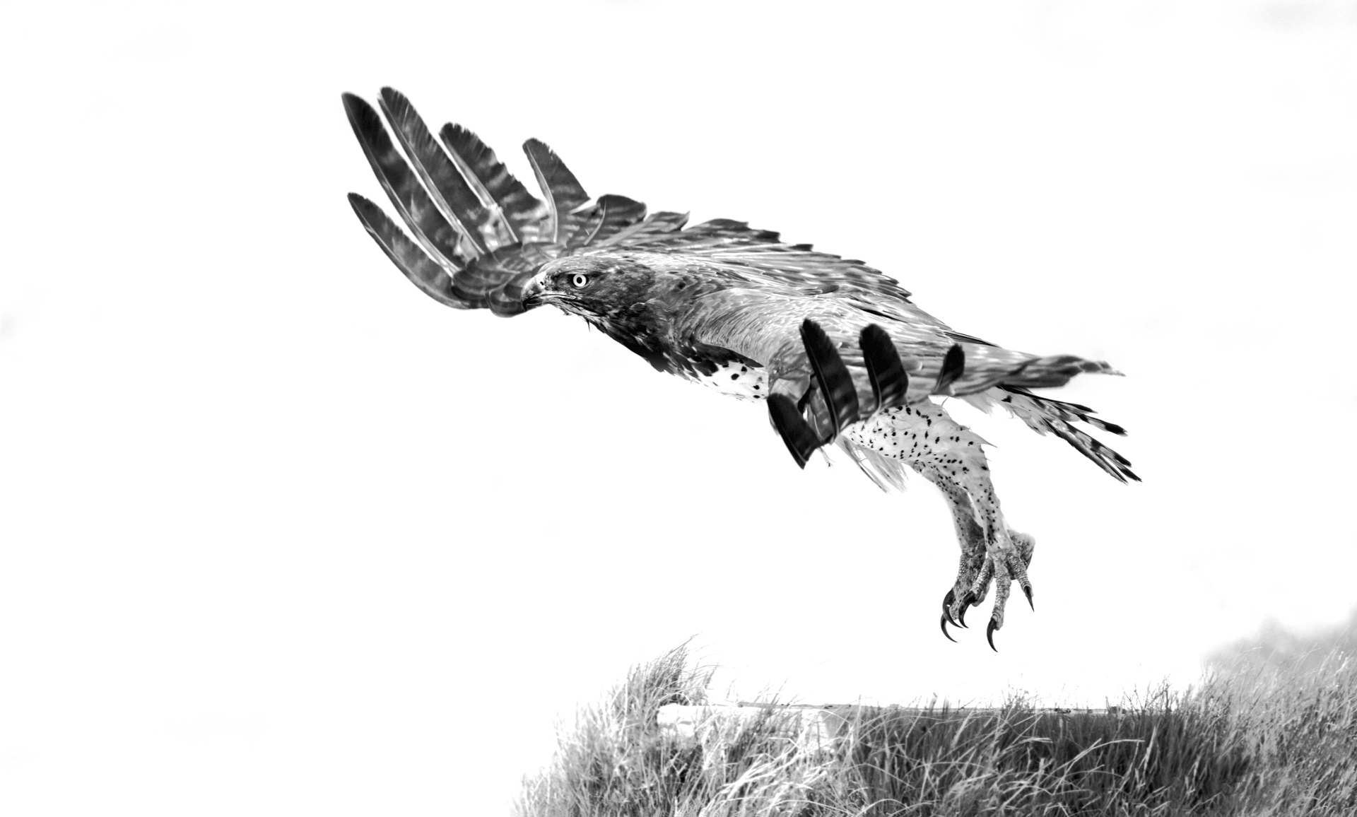 Martial Eagle - Image 3