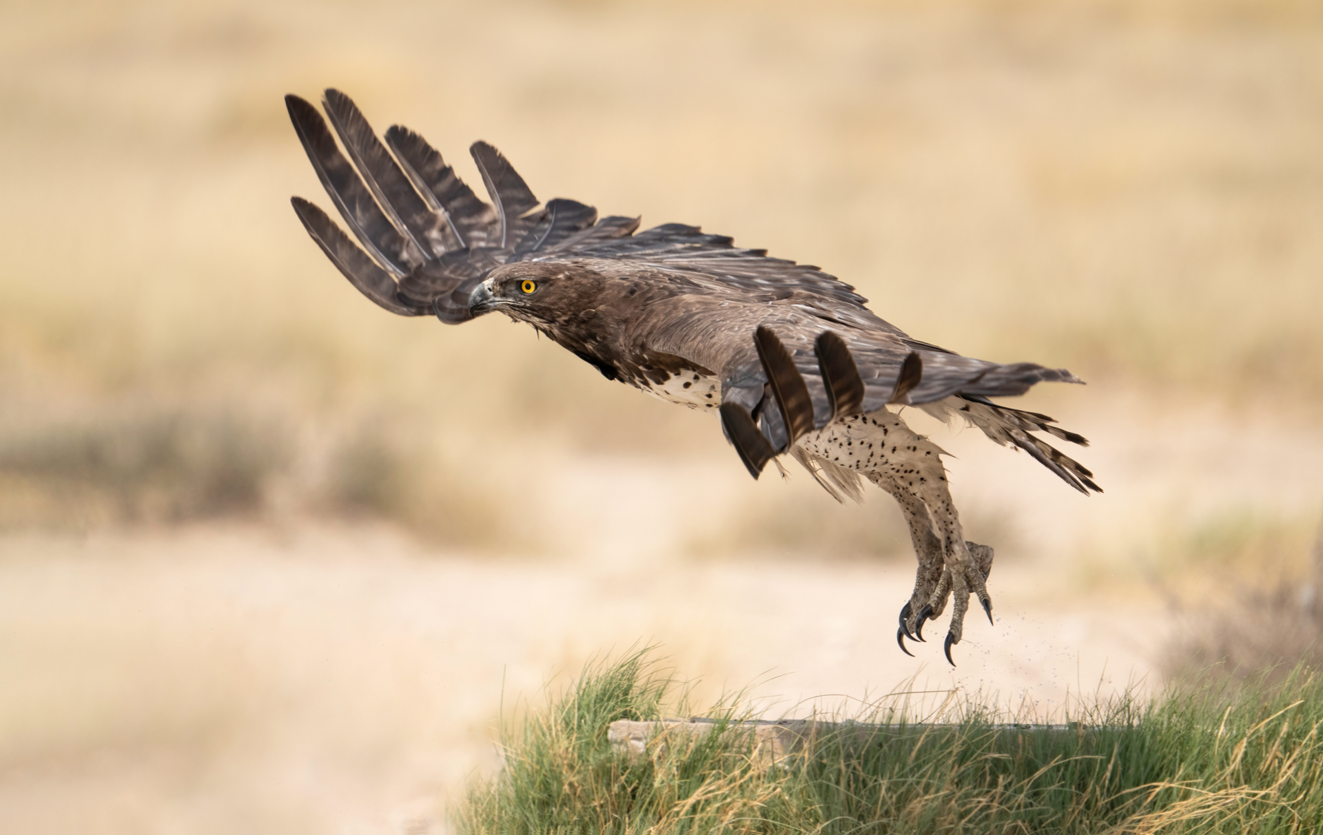 Martial Eagle