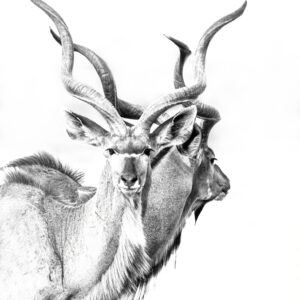 Mr & Mrs Kudu