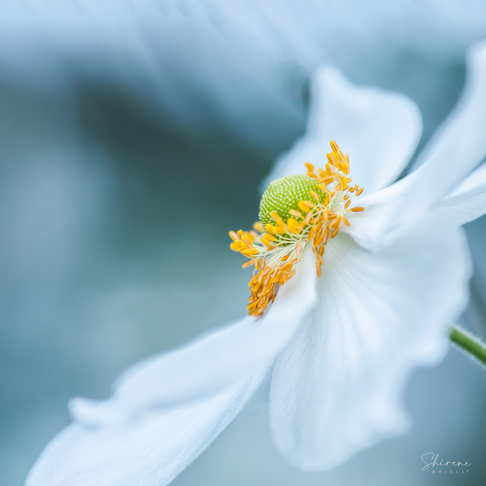 White Japonica