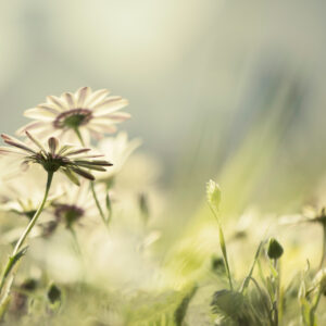 Daisy Meadows of yellow