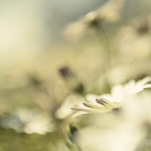 Daisy Joy