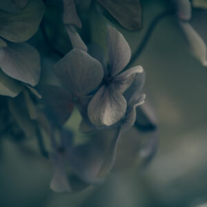 Gentle Melody