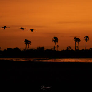 Flamingoes flying, Africana sunset, orange, distant palms across the water