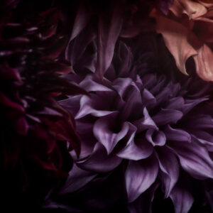 Leather Dahlia