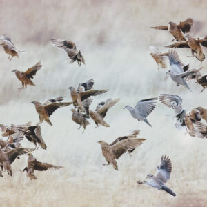 waterhole, birds, wings, feathers, Namaqua grouse