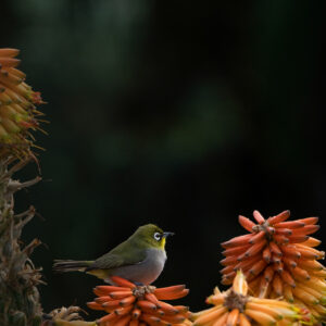 White Eye