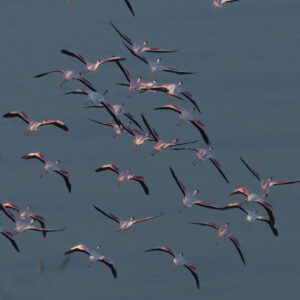 Flight of Elegance