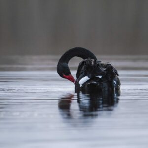 Black Swan Lake Michelle