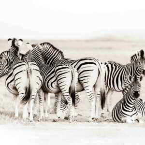 Mommy Zebra with family