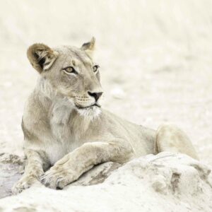 African Lioness