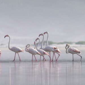 Misty Flamingoes