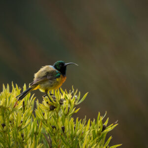 Orange Breasted Sunbird 003