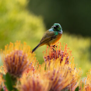 Orange Breasted Sunbird 001