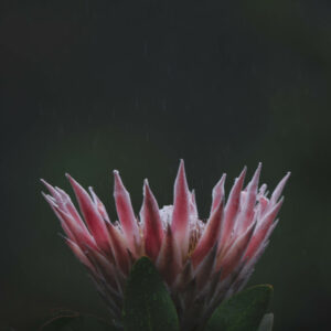 Protea Kirstenbosch