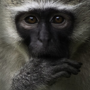 Mr Monkey