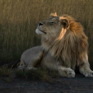 African Lion Royal