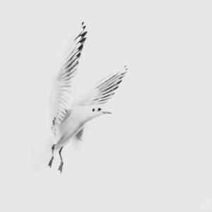 Seagull Angelic