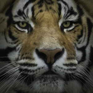 Tiger portrait