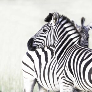 Zebra Dazzle 005