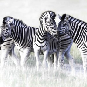 Zebra Dazzle 006