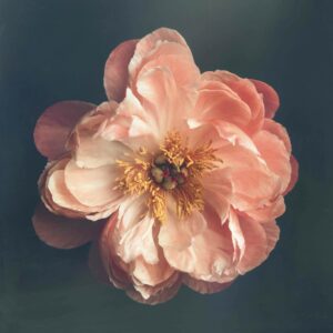 Coral Peony ll