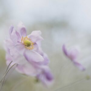 Fields of Anemones