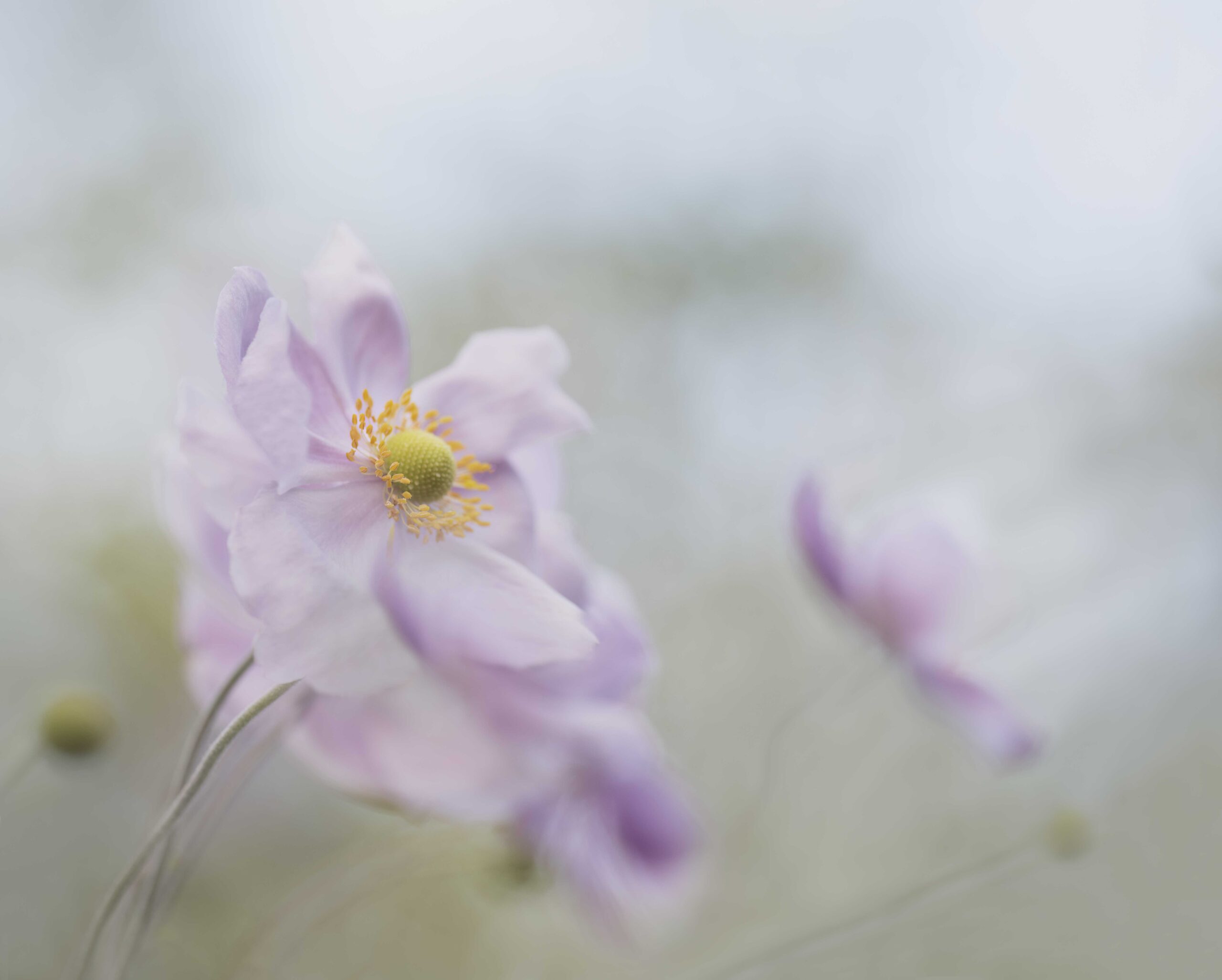 Fields of Anemones