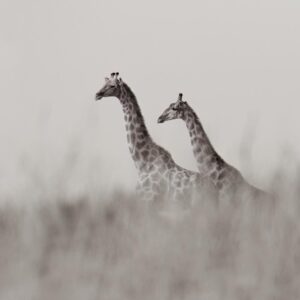 Grace of Giraffes