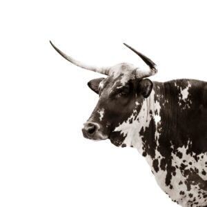Nguni Cattle 003