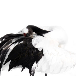 Japanese red-crowned crane preening in winter light in Hokkaido Japan photographed by Shirene Briell