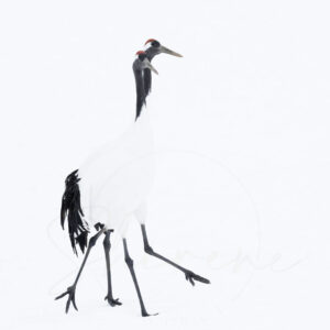 Two red-crowned cranes walking together in snow in Hokkaido Japan fine art photography by Shirene Briell