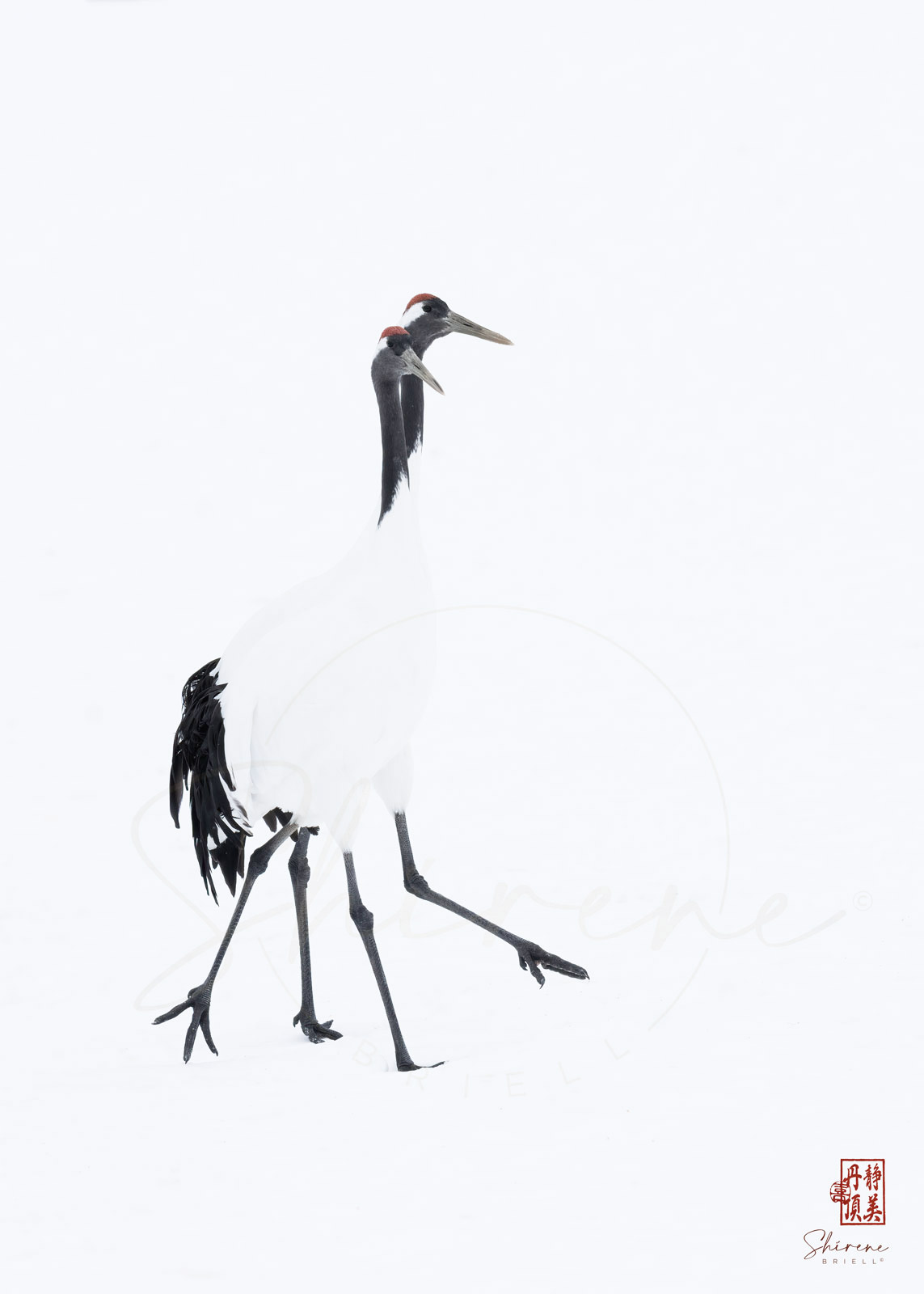 Two red-crowned cranes walking together in snow in Hokkaido Japan fine art photography by Shirene Briell