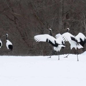 Japanese red-crowned cranes dancing in snow in Hokkaido Japan photographed by Shirene Briell