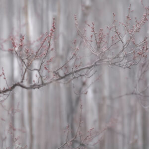 Minimal Japanese budding branches in soft misty tones by Shirene Briell