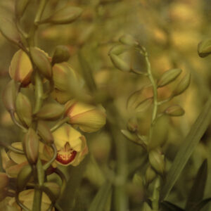 Golden Orchid