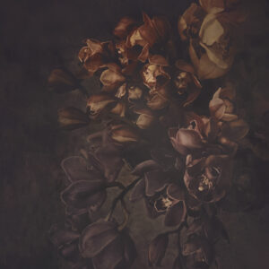 Fine art botanical wallpaper mural featuring bronze and golden orchids emerging from shadow by Shirene Briell